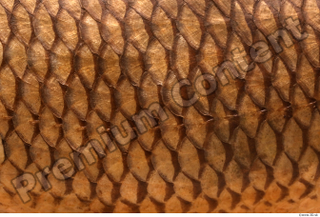 Common chub Squalius cephalus back belly scales 0001.jpg